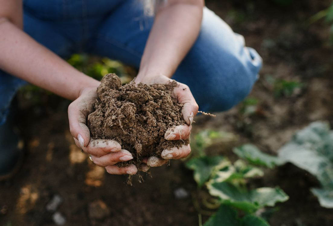Blumenberry Farms Sarasota