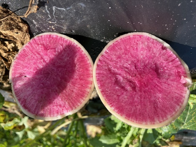 Radish Watermelon sliced Radish Watermelon sliced Blumenberry Farms Sarasota
