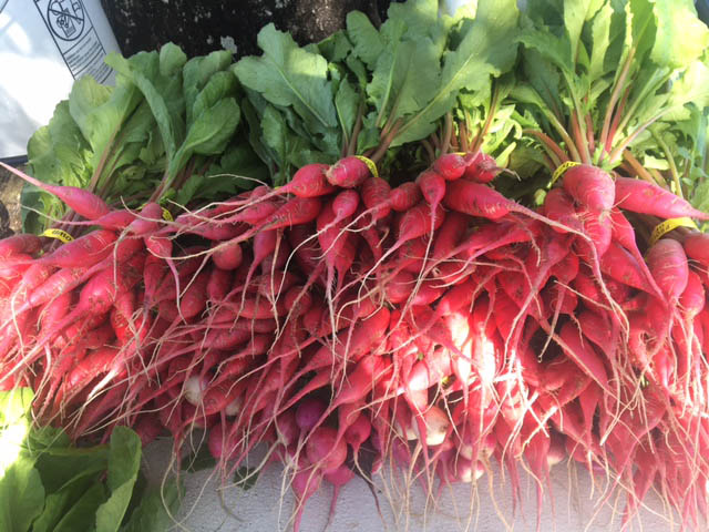 Shunkyo Blumenberry Farms Sarastoa shunkyo