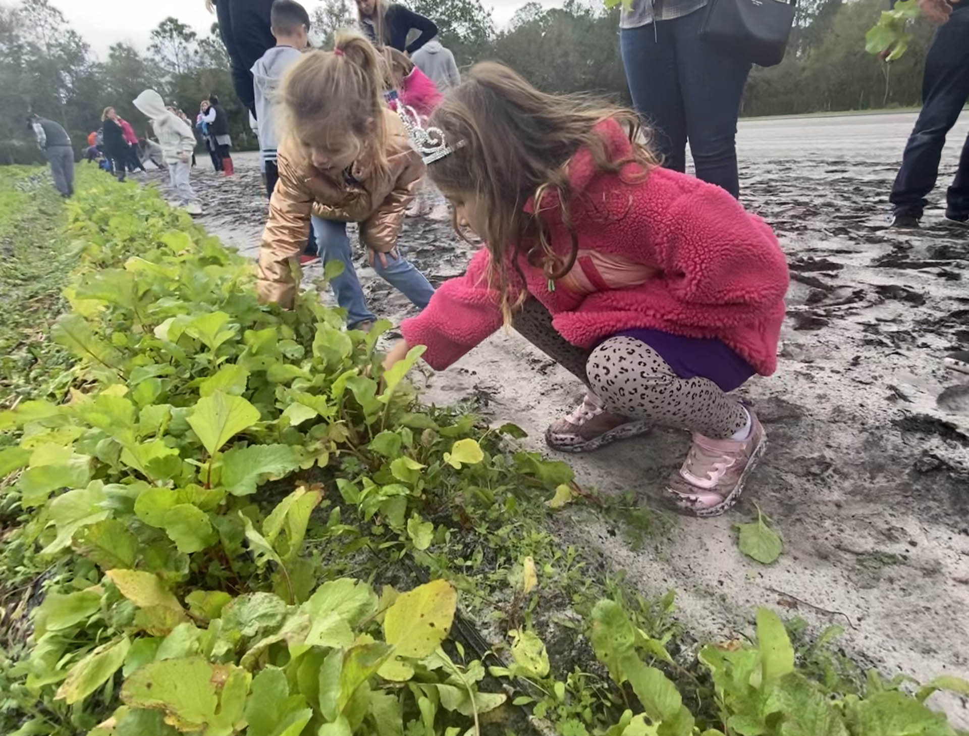 Radish Watermelon sliced Blumenberry Farms Sarasota